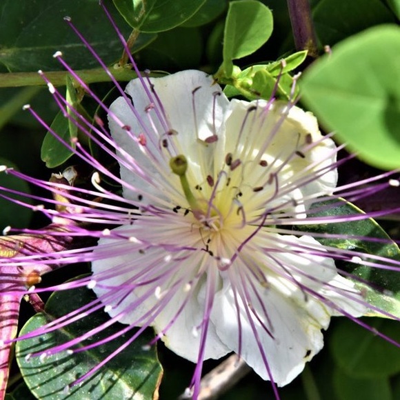 Meet your Posher, Rosemary - Picture 5 of 8